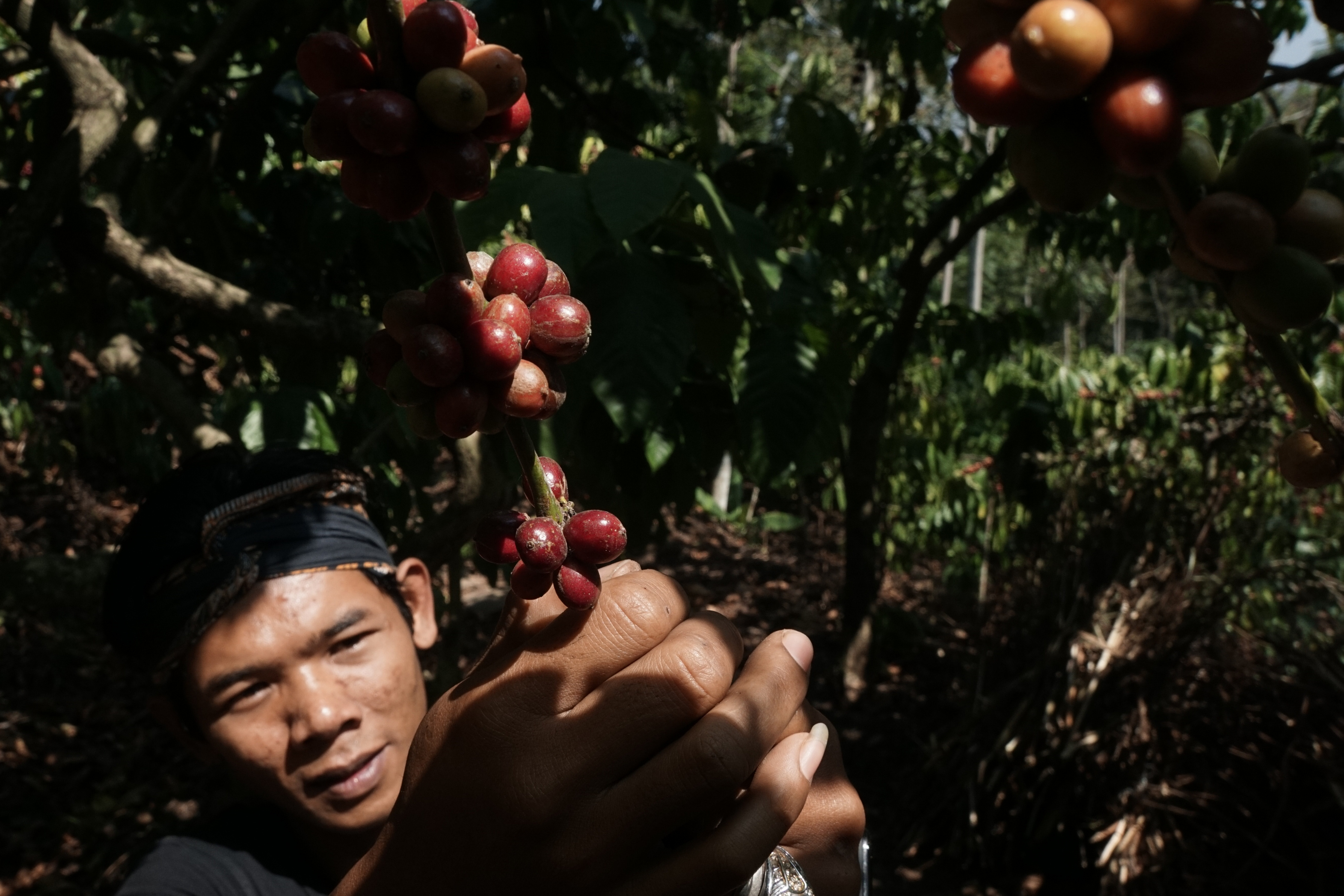 Ilustrasi kopi/Himawan L. Nugraha Ilustrasi kopi/Himawan L. Nugraha