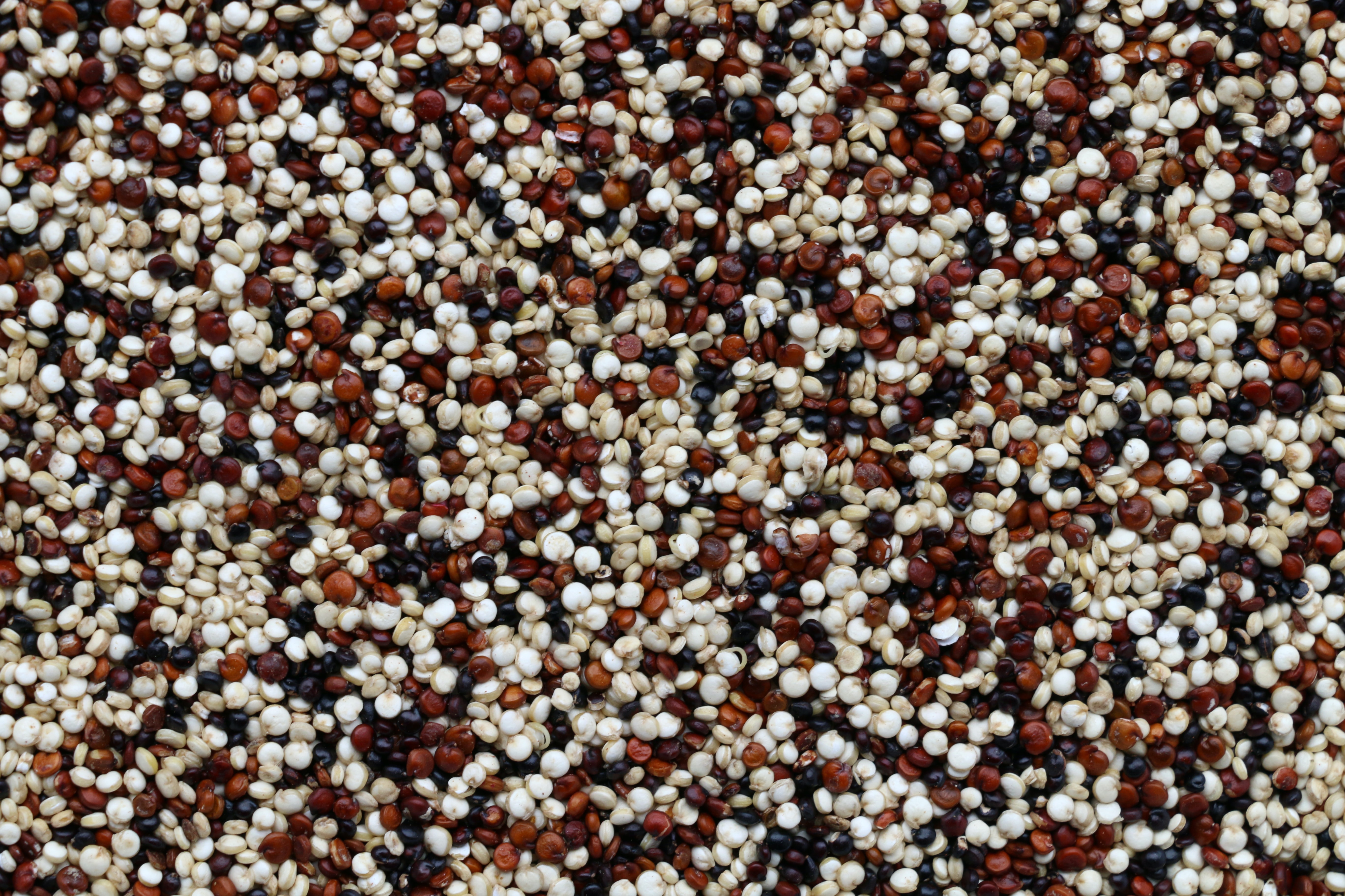 Ilustrasi quinoa. (Dok. Pierre Bamin dari Unsplash)