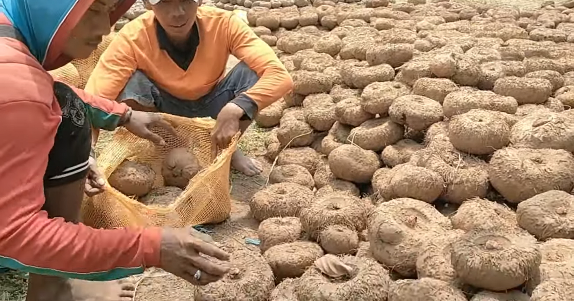 Tanaman Porang, Superfood Bernilai Tinggi