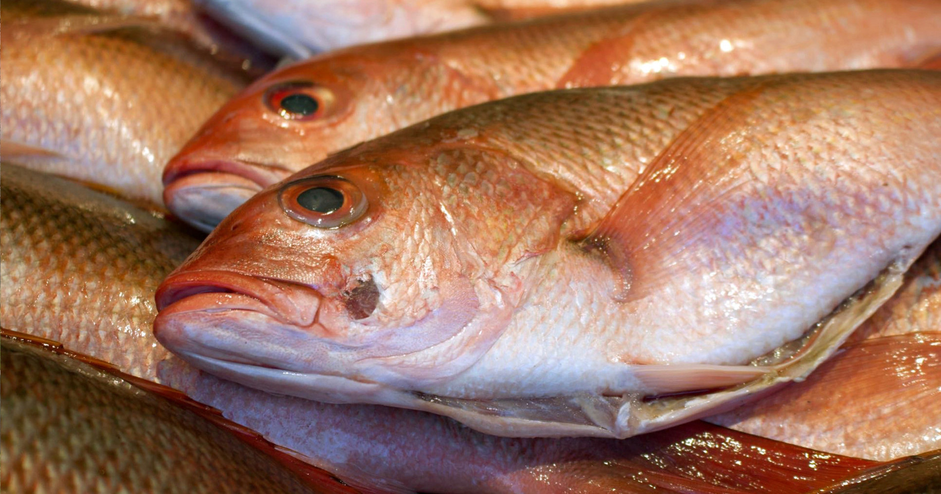 7 Cara Mengawetkan Ikan supaya Tahan Lama