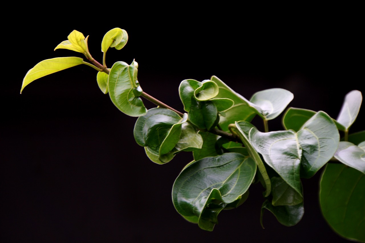 Daun cincau (Sumber gambar: Hypeabis/Himawan L Nugraha) Daun cincau (Sumber gambar: Hypeabis/Himawan L Nugraha)