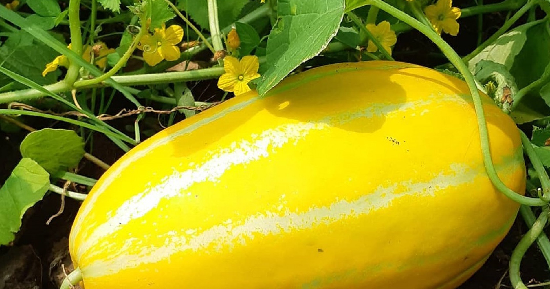 10 Khasiat Timun Suri, Buah Favorit saat Bulan Puasa