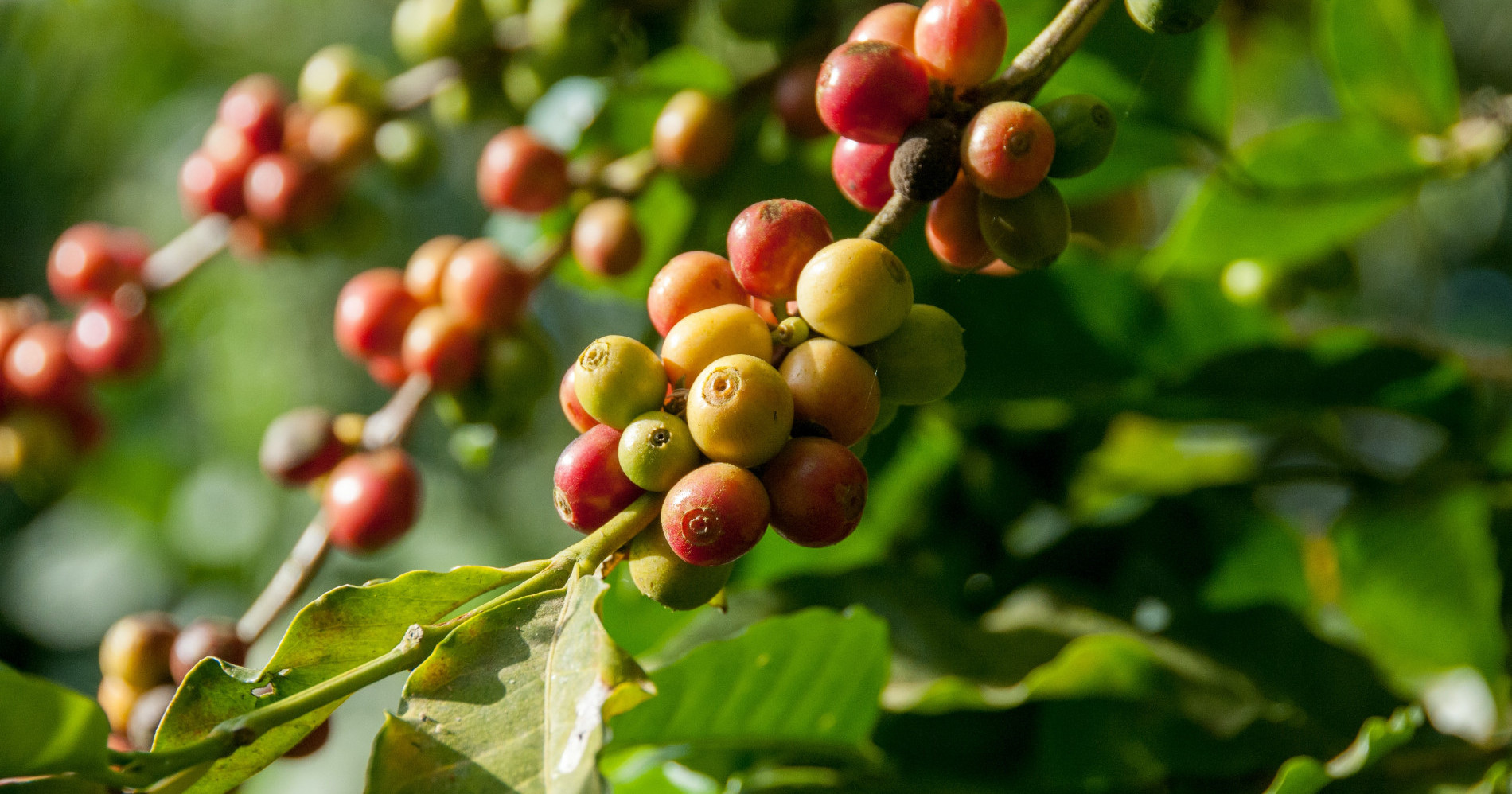 Mengenal Kopi Flores Manggarai yang Kaya Rasa