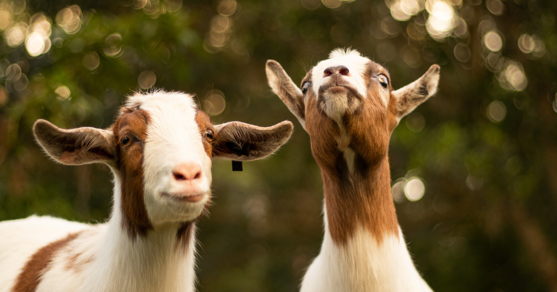 Yuk Hilangkan Bau Perengus Daging Kambing dengan Langkah-Langkah Ini
