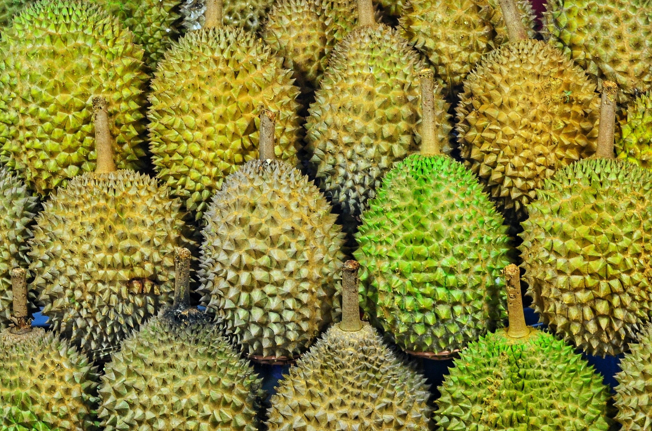 Durian (Sumber gambar: Jhonny Clow/Unsplash) Durian (Sumber gambar: Jhonny Clow/Unsplash)