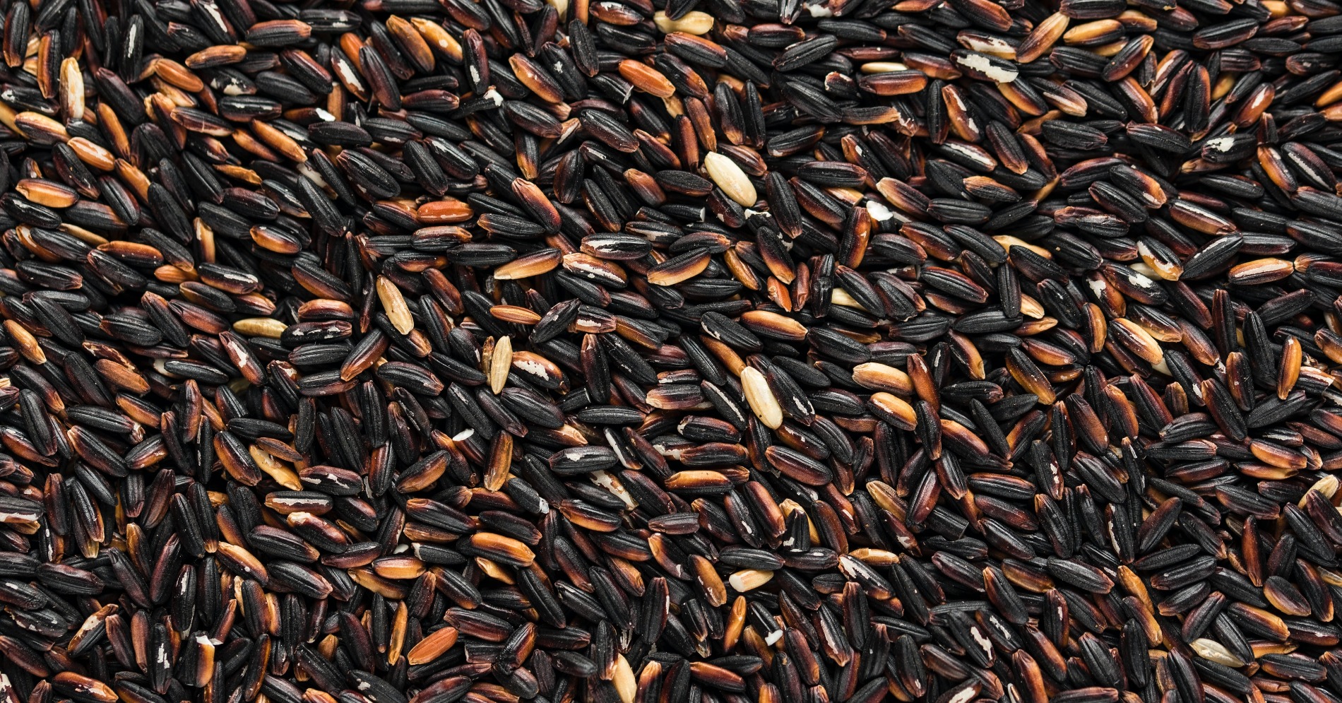 Ilustrasi beras hitam (Sumber gambar: Joanna Kosinsk/unsplash) Ilustrasi beras hitam (Sumber gambar: Joanna Kosinsk/unsplash)