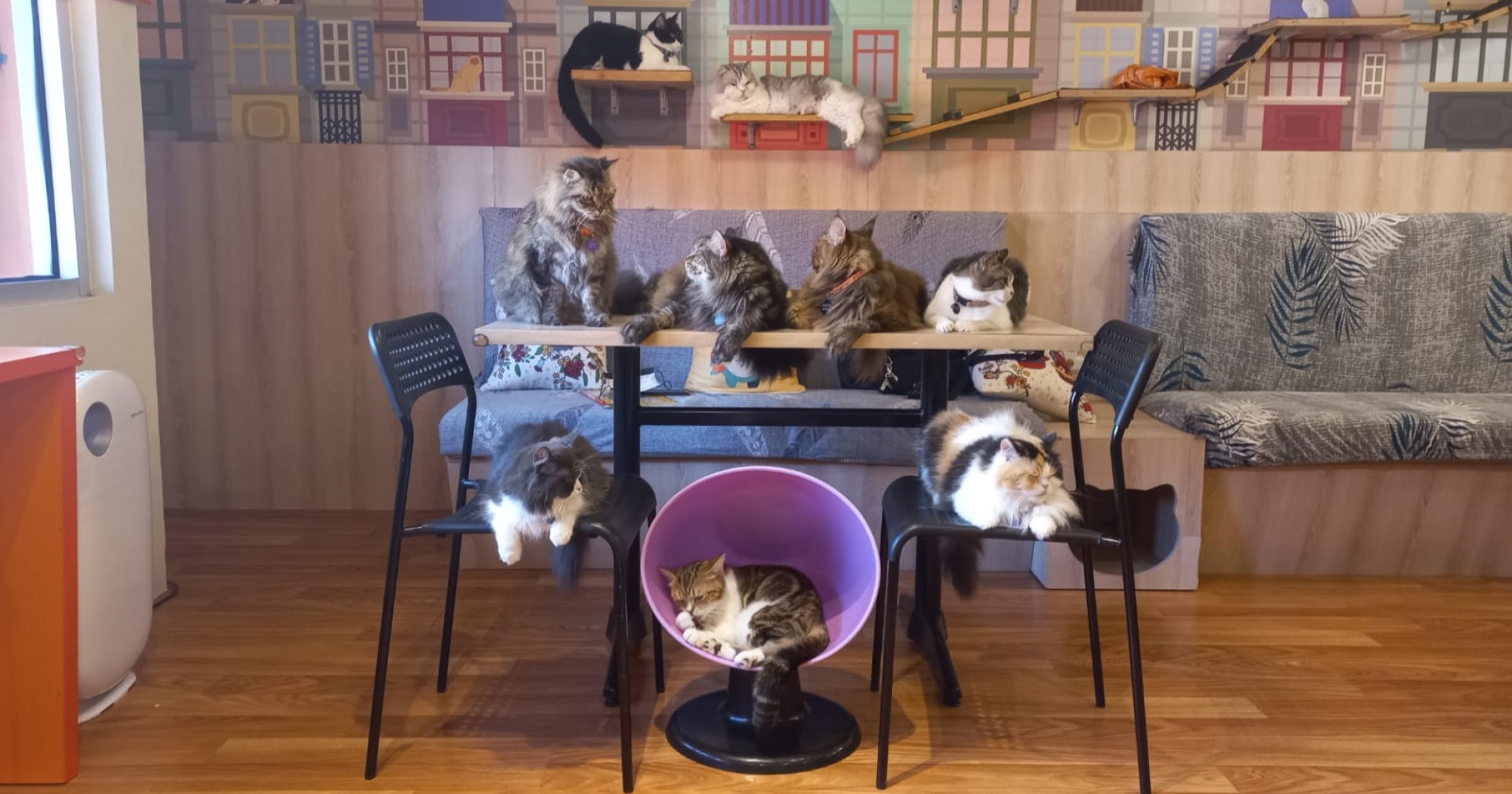 Keseruan Ngopi sambil Main Bareng Kucing-Kucing Lucu di Kopi Cat Caf&eacute; by Groovy
