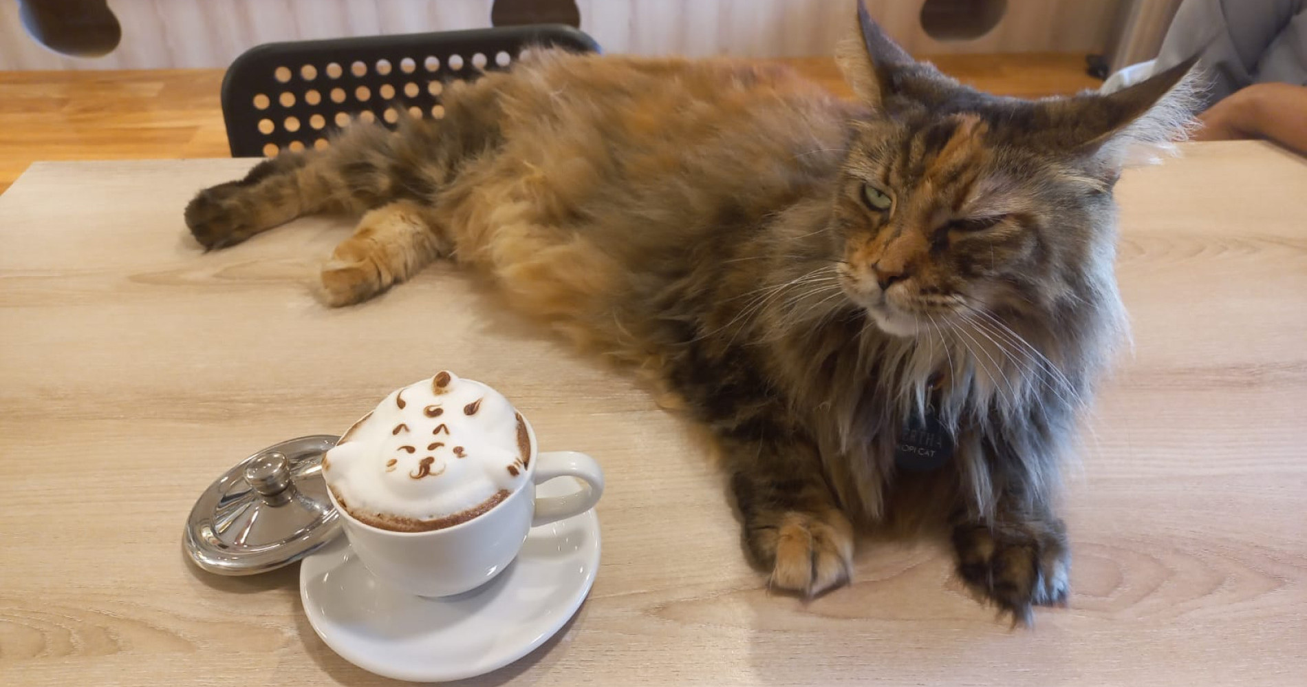 Lucunya 3D Art Latte Berbentuk Kucing di Kopi Cat Cafe by Groovy, Begini Cara Buatnya