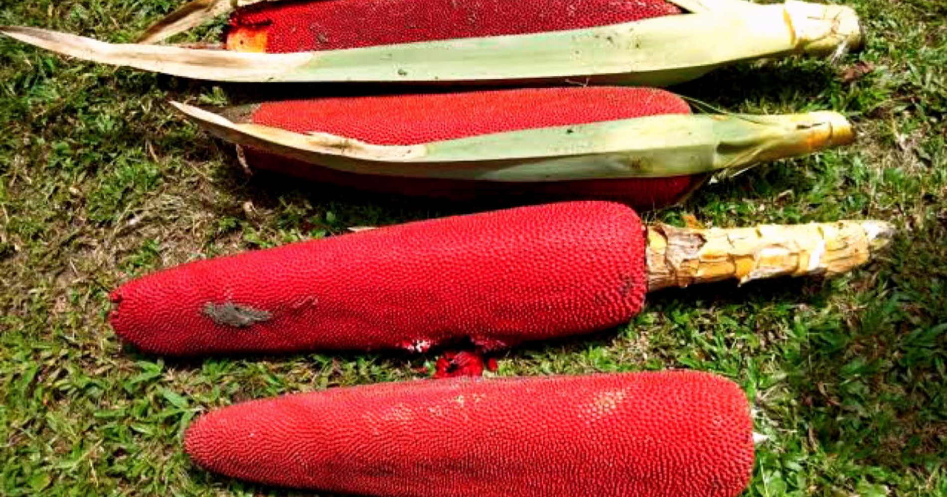 Buah Merah & Matoa, Tanaman Khas Papua yang Punya Segudang Manfaat