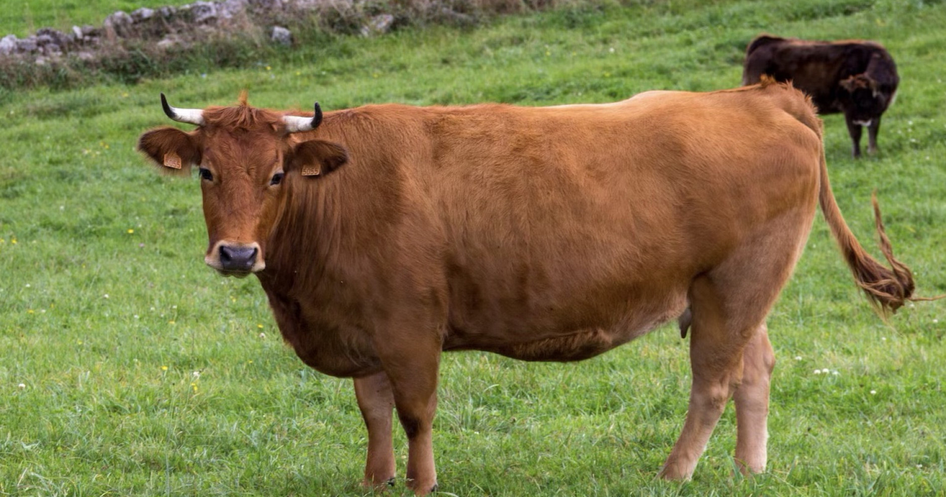 3 Cara Mudah Bersihkan Bulu di Kulit Sapi dan Kambing
