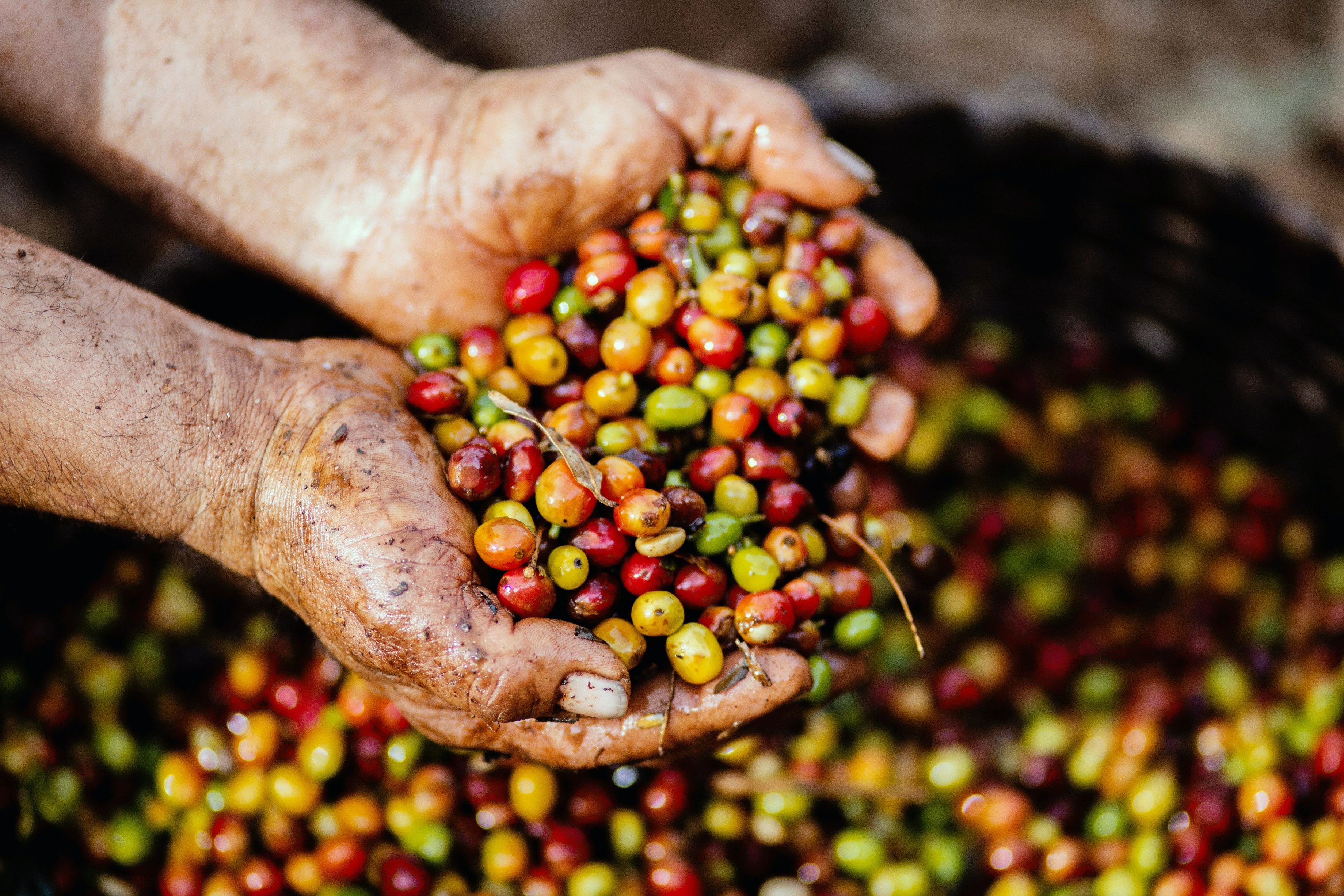 Ilustrasi buah kopi. (Sumber foto: Pexels/Livier Garcia)