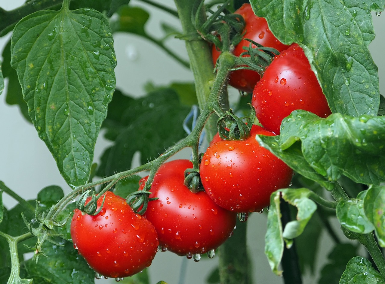 Tomat adalah makanan yang sehat untuk kulit (Sumber: Pixabay/kie-ker) Tomat adalah makanan yang sehat untuk kulit (Sumber: Pixabay/kie-ker)