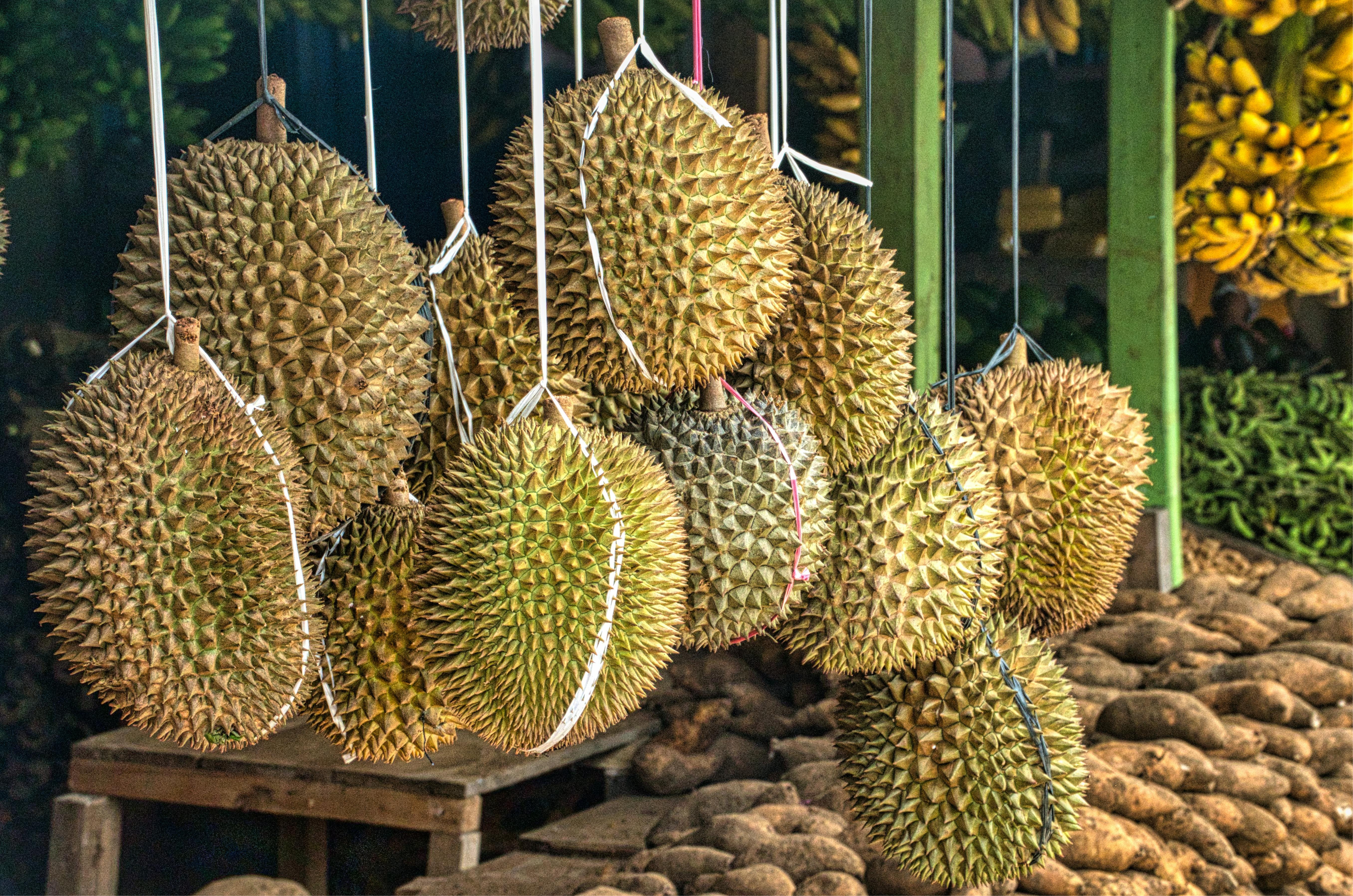 Eksplorasi 5 Jenis Durian Populer di Indonesia