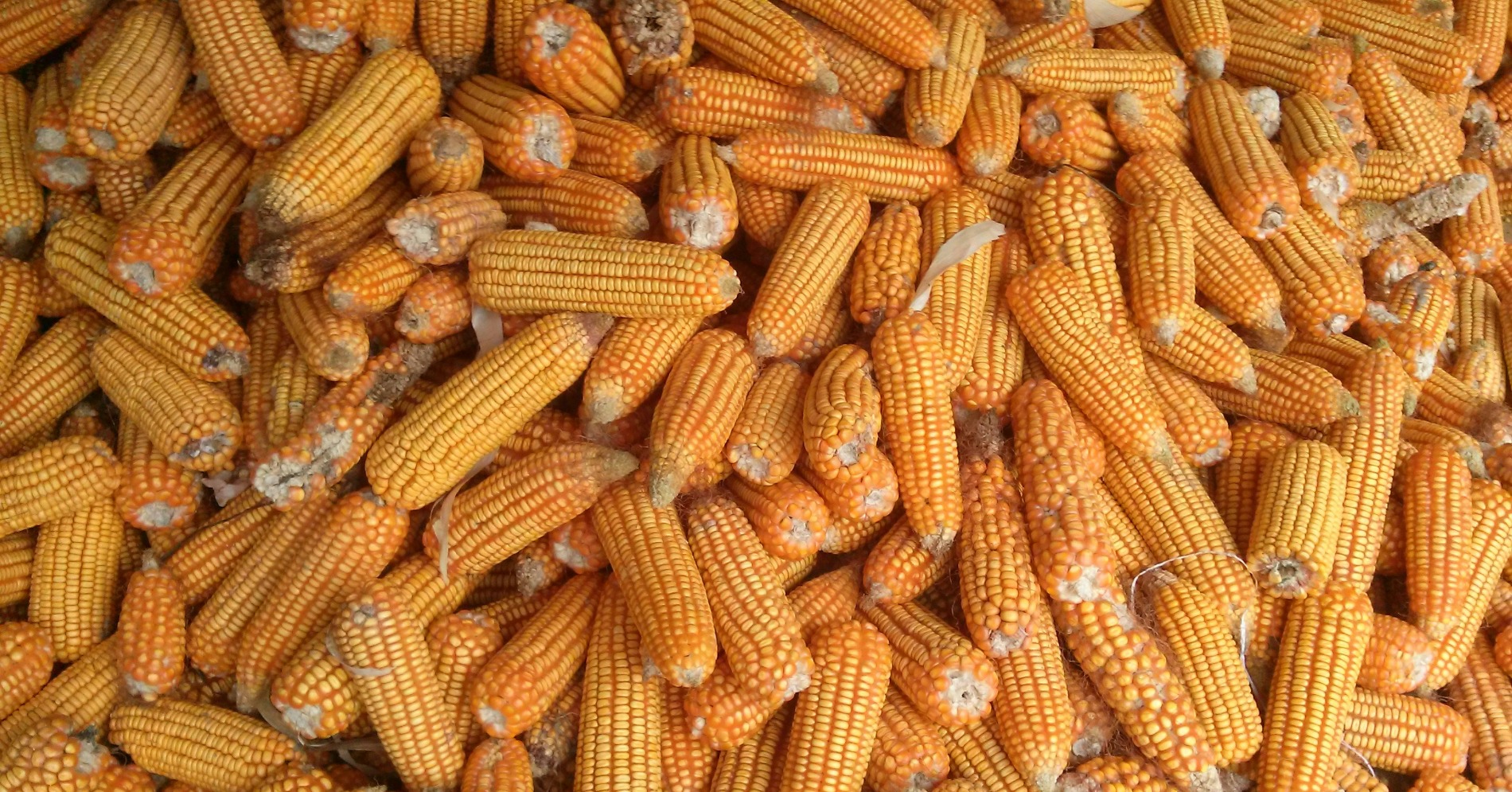 Harga Beras Naik Tinggi, Cek 5 Bahan Makanan Alternatif Pengganti Nasi&nbsp;