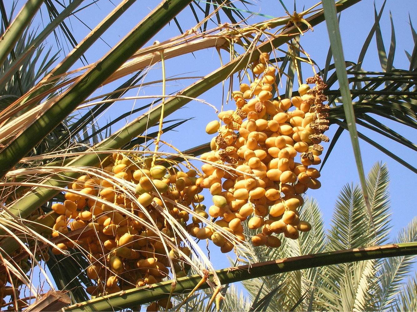 Ilustrasi pohon kurma. (Sumber gambar: Wikimedia Commons) Ilustrasi pohon kurma. (Sumber gambar: Wikimedia Commons)