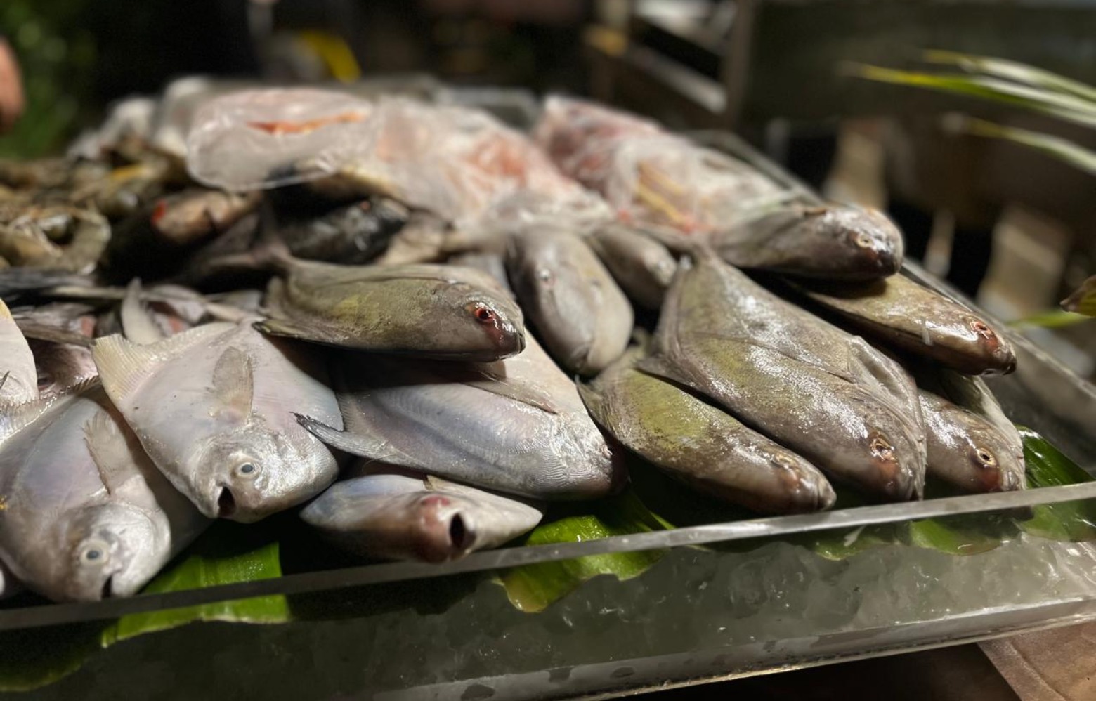 Hidangan seafood ala Jimbaran dari Klub Kelapa Gading (Sumber gambar: Indah Permata Hati/Hypeabis.id) Hidangan seafood ala Jimbaran dari Klub Kelapa Gading (Sumber gambar: Indah Permata Hati/Hypeabis.id)