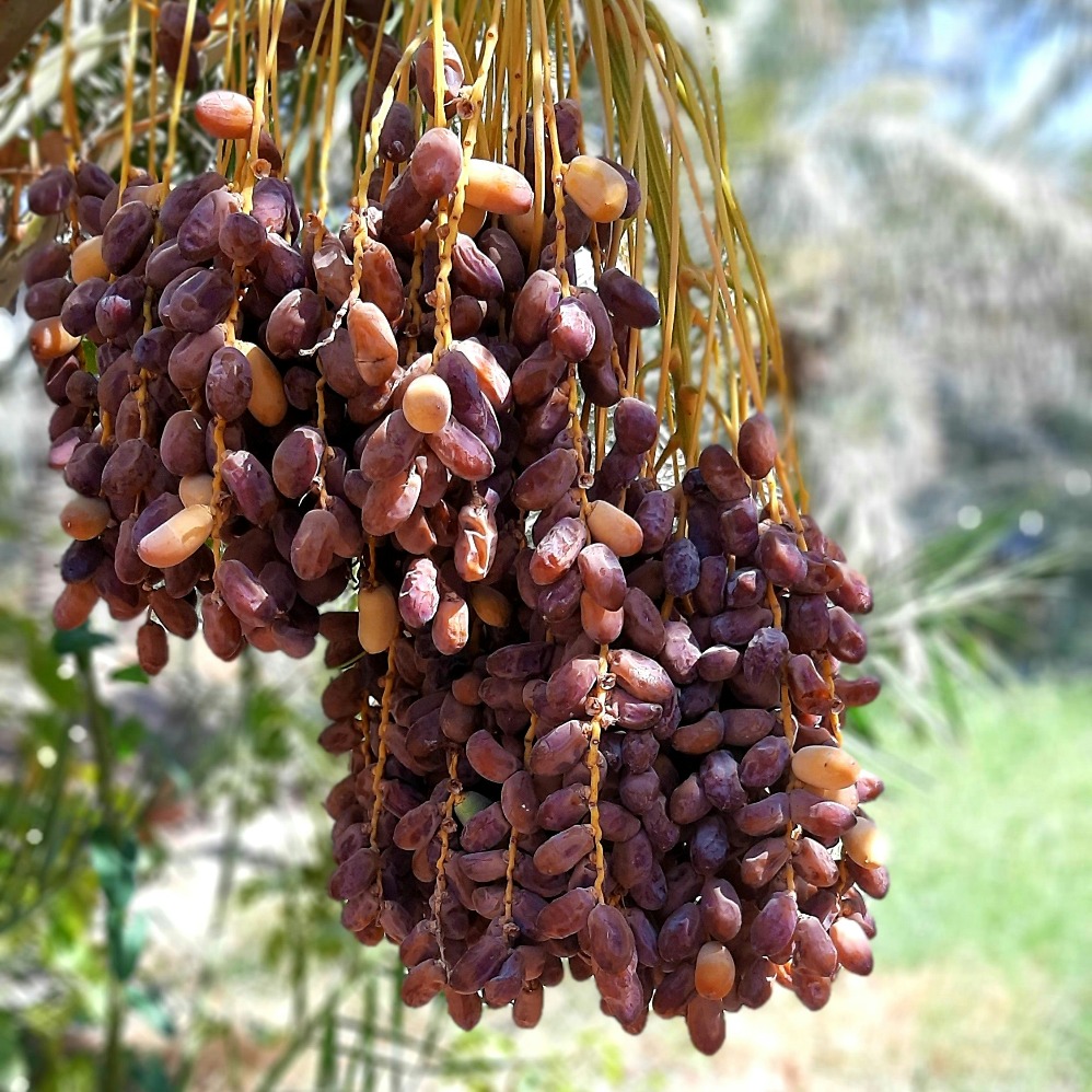 Kurma (Sumber gambar: Unsplash/Alireza Dashtestani)